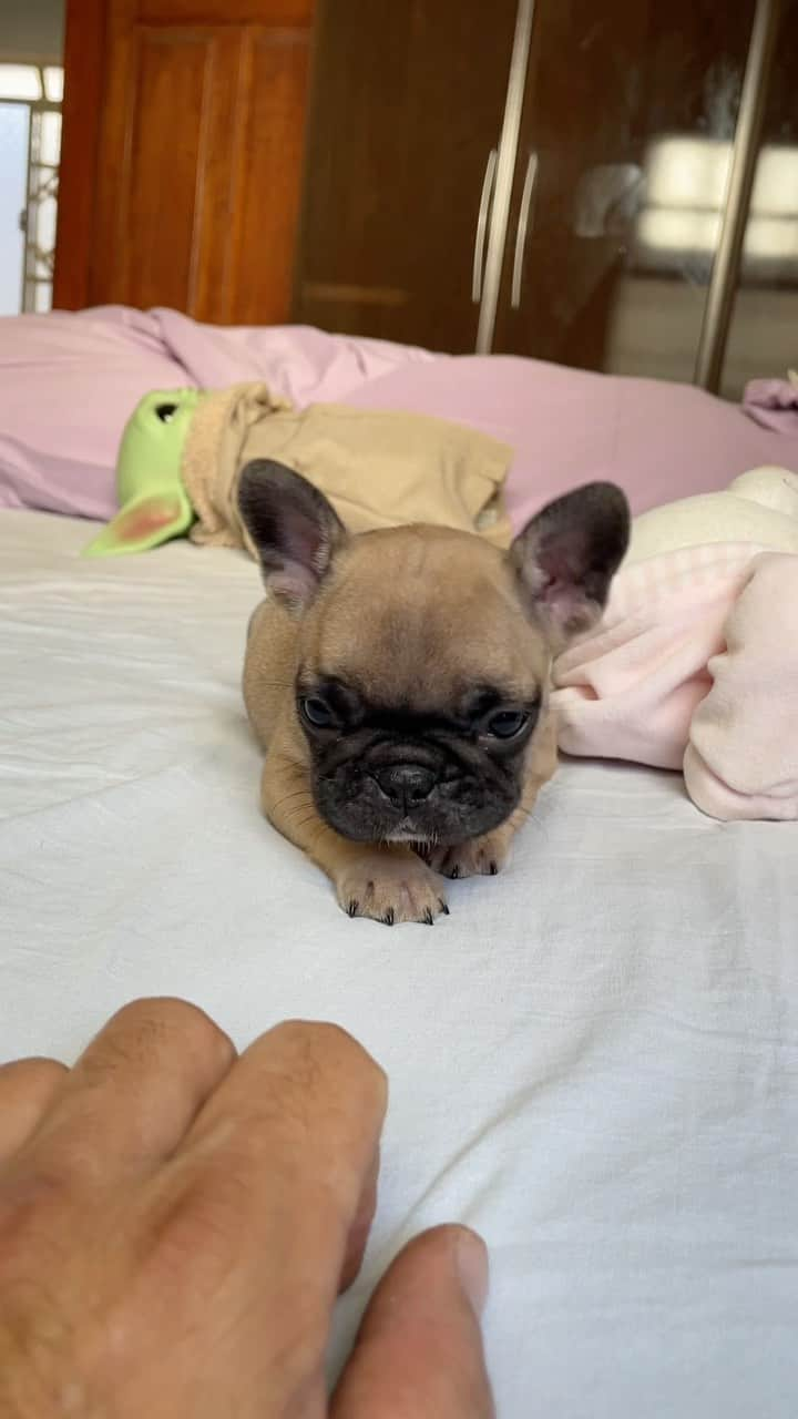 Regeneratti&Oliveira Kennelのインスタグラム：「Playing hide and seek with my little Frenchie diva! 💕🐶」