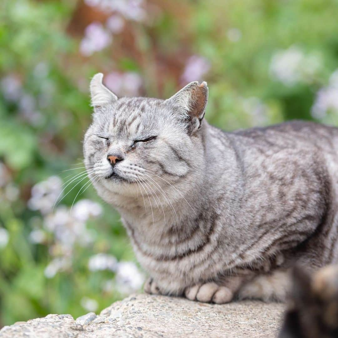 末吉 弦太さんのインスタグラム写真 - (末吉 弦太Instagram)「くんくん、風のにおい  #僕らの居場所は言わにゃいで ・ 外で暮らす動物たちの写真をインターネット上で公開する際は、虐待や遺棄を考えている人たちがあなたの発信した情報を悪用する可能性について考慮し、具体的な地名や位置情報などを伏せ、背景にも場所が特定できないようご配慮をお願い申し上げます。 ・ When you post the photo of stray cat, Please Don’t publish about location. If Abusers find your photo.They will come to hurt strays. Please save the life of animals !! ・ 为了在外生存的流浪猫和其它动物们能够平静的生活，请不要公开摄影的场所. ・ 길 고양이나 야외 생활을 하고 있는 동물들의 편안한 생활을 위해 촬영 장소는 공개하지 않도록 하겠습니다. ・ หากคุณถ่ายรูปแมวจรจัด กรุณาอย่าลงสถานที่ที่คุณได้ถ่ายพวกเค้าไว้ เนื่องจากอาจมีคนใจร้ายไปทำอันตรายต่อแมวได้ มาช่วยกันอนุรักษ์แมวกันนะครับ」4月26日 6時59分 - gtx_777r