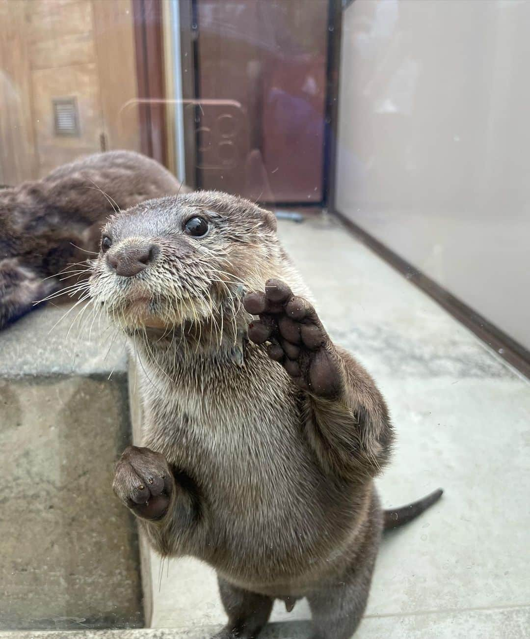 荒川真衣のインスタグラム：「同じ…イタチ科🦦  #カワウソちゃん会いたかったよ〜 #ファンサ神 #小さい爪が生えてるから #コツメカワウソ」