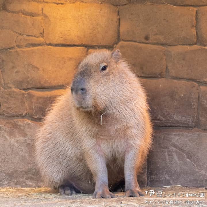 渡辺克仁さんのインスタグラム写真 - (渡辺克仁Instagram)「おはようございます。  #カピバラ #水豚 #capybara #おはよう」4月26日 7時00分 - katsuhito.watanabe