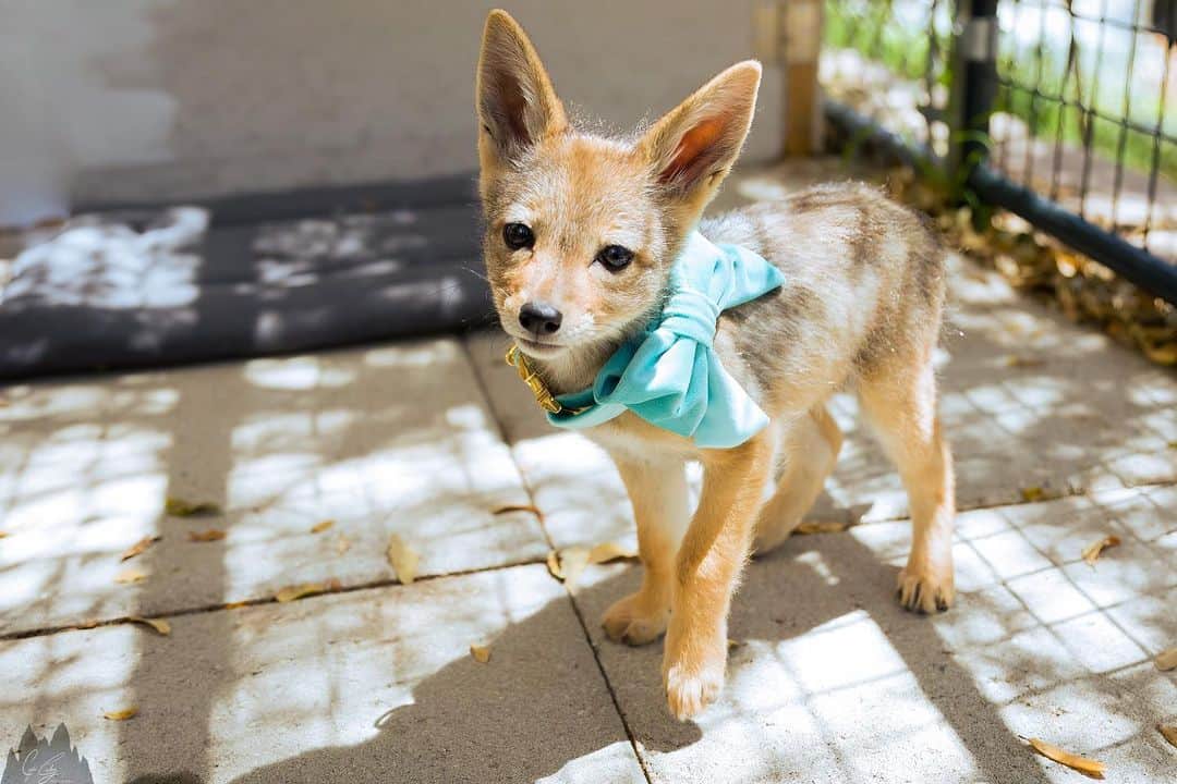 Rylaiのインスタグラム：「Growing up Jackal:  The 2 of 3 had their very first Photoshoot. They got all fancy wearing their new couture collars and bows.  @coopergrahamphotography came out to take their first photos….. and how adorable are these babies?  . Baby Shaka is in the Robin’s Egg Blue bow and Zuri is in the plum bow.  . The babies saved the hot pink bow for their sister Nalla. We will be seeing her soon and can’t wait to meet that little girl!  . The babies enjoy time inside and outside currently, as we introduce them to new environments. They are learning how to climb as well… which is causing us some anxiety hoping that little Zuri doesn’t climb too high- we may need to bubble wrap these babies!!!  . Tomorrow we are in search of a new transport van for the center. We were given a donation by @warcraftjen as well as an anonymous donor to help in the purchase of a van for the animals so we can transport them to events, the vet, training, socialization, and aid in the rescue of new animals.  . The center has a pledge item on our website where you can donate money for various programs, projects, needs.  . A reliable transport van, while not glamorous, was high on our needs list- as with fire season upcoming, we want to make sure we can safely transport all our animals if needed! Hopefully, we find a van tomorrow that can help keep everyone safe and comfy!  . Shaka is Sponsored by @coopergrahamphotography  Zuri is Sponsored by @bookkeepingrox  Nalla is Sponsored by @lili.ies  . Their enclosure and the perimeter fence is Sponsored by @arcticfoxhaircolor  . The babies were donated to the center by Mikayla and Ethan from @saveafox_rescue」