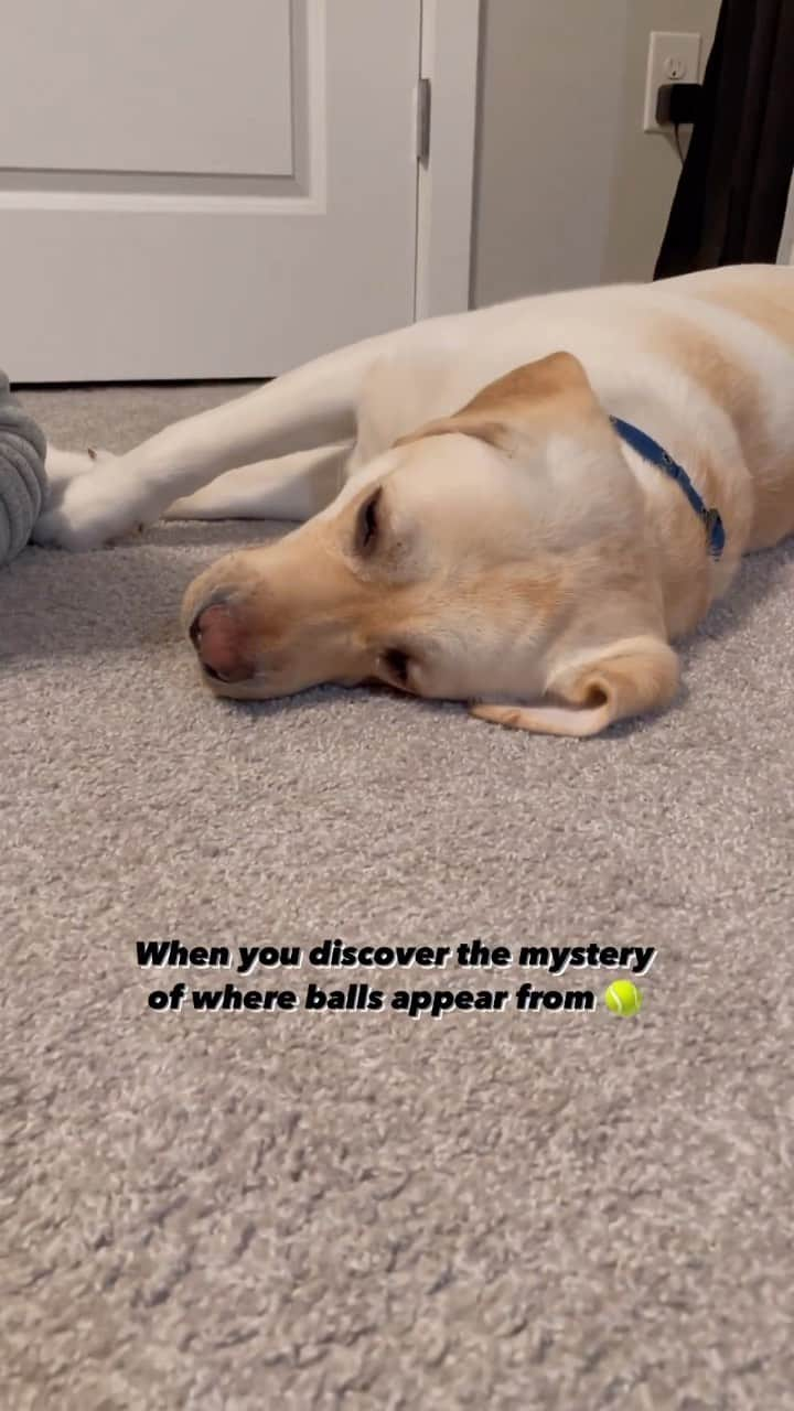 World of Labradors!のインスタグラム：「What the fluff is happening? 🎾👀 - @cocothelablife」