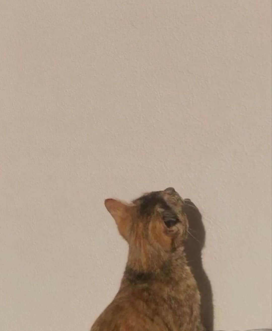 のインスタグラム：「宮古島ニャンコ🐈‍⬛♡」