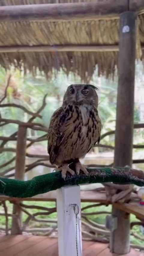 Zoological Wildlife Foundationのインスタグラム