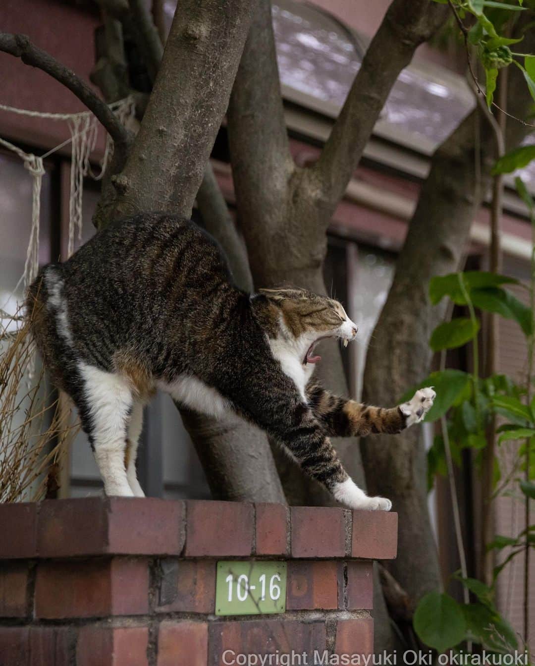 Masayukiさんのインスタグラム写真 - (MasayukiInstagram)「ちょっと待ったー！  #cat #ねこ #猫 #東京カメラ部 #nekoclub  #mmgtw #my_eos_photo  #yourshotphotographer」4月26日 8時23分 - okirakuoki