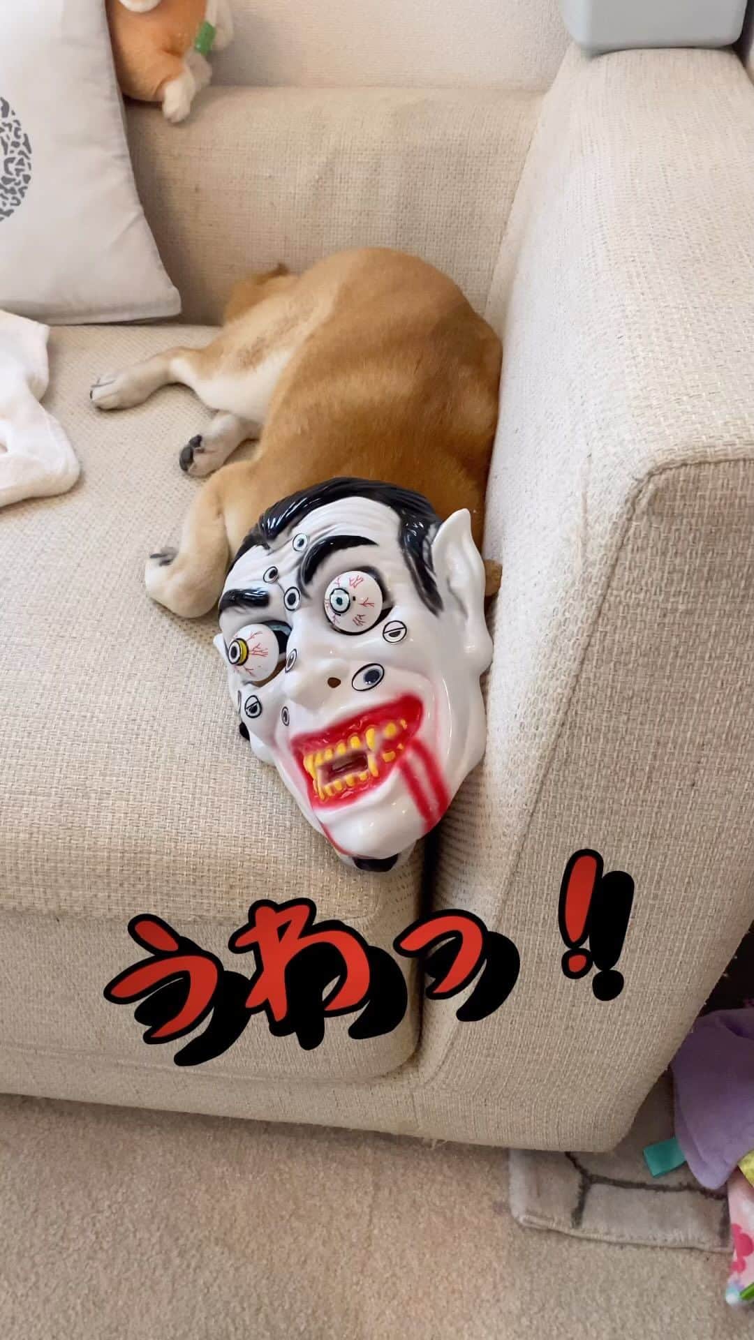 柴犬Mamesuke・Korosuke??大阪のインスタグラム：「． 鬼が現れた👹 🐾-—*-—*-—*-—*🐾 #MameKoro #豆コロ #柴犬と子供 #犬と子供 #チャリちゃん見守り隊 #子守犬 #豆柴 #柴犬 #赤柴 #豆介 #コロ介 #shibagram #shibastagram #shibainu #shiba #🐕📷」
