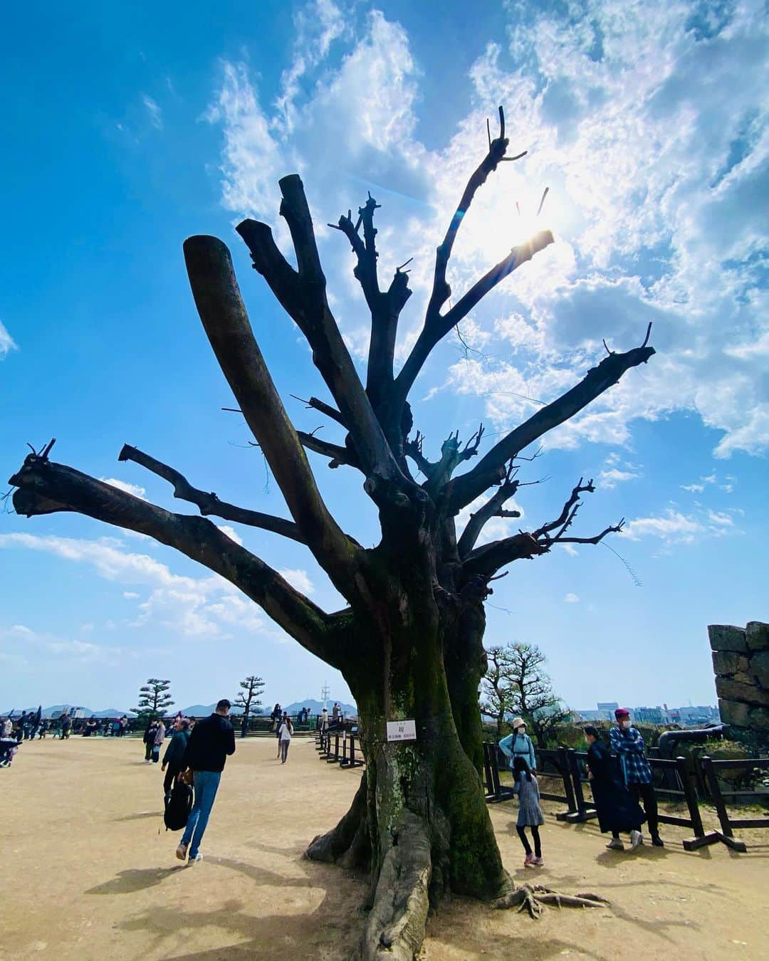 大越かず江さんのインスタグラム写真 - (大越かず江Instagram)「✨🌱生命🌱✨  そびえ立つ樹木 何故だろか とても惹き付けられる  何年、何十年、ここでこうしていたのだろう この樹は 何を見て何を感じていたのだろう  ここでこうして出逢えた私に 何を思ったのだろう  私も真っ直ぐ 生きていく✨🌱✨  人生をタダ前へ 進んでいくよ🍀  この世界が 大好き🌏♥️  ✨✨✨✨✨✨✨✨✨✨✨✨✨✨✨  ✨🌱Life🌱✨  Towering trees Why Very attractive  How many years, how many decades, I wonder if I've been here like this What did this tree see and feel?  What did you think of me who met you like this here?  I will live straight too ✨🌱✨  I'm going to move forward in life for free 🍀  I love this world 🌏♥️  ✨✨✨✨✨✨✨✨✨✨✨✨✨✨✨ @himejicastle_operations_office  @himejijoevent    #姫路城  #生命  #life  #himejicastle  #hyougo  #兵庫観光  #生きる意味 #美  #生きる意味 #sexy #セクシー系 #ジム女子 #美肌ケア #写真好きな人と繋がりたい #女優好きな人と繋がりたい #美意識人と繋がりたい #幸福 #happy #東京 #tokyo #日本 #japan  #美魔女モデル #actress #followforfollowback #ポートレート女子 #loveyou #仲間募集  #空が好きな人と繋がりたい」4月26日 8時41分 - bluemoonseasky