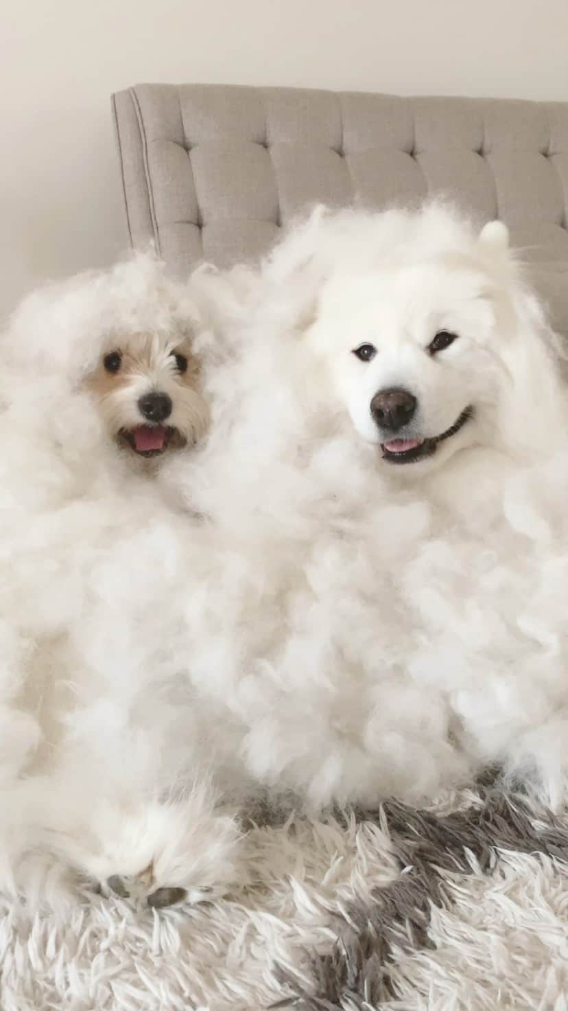 のインスタグラム：「Shedding season has arrived ☁️」
