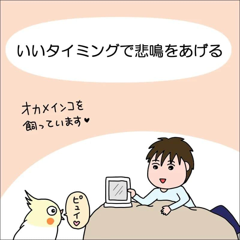 あぽりさんのインスタグラム写真 - (あぽりInstagram)「言葉を理解しているわけじゃないのに⁡ ⁡絶妙なタイミングで⁡ ⁡その場に合った言葉を喋る時がある！⁡⁡ ⁡⁡ ⁡詳しくは、ストーリー、ハイライト、⁡ ⁡プロフィール(@apori33 )のリンクから⁡ ⁡飛んで読んでみてください♪⁡ ⁡⁡ ⁡昨日のポストにコメントありがとうございました😊⁡ ⁡詐欺軍団はあの手この手で仕掛けてきますね！😮‍💨⁡⁡ ⁡人の物盗ってないで働きなさい💢 ⁡怒って切っちゃった母、ナイス👍⁡⁡ ⁡⁡ ⁡ #オカメインコ  #ペット  #ルチノー  #ほっぺ  #言葉をしゃべる  #悲鳴が上手  #絵日記  #絵日記ブログ  #イラスト  #イラストエッセイ  #漫画  #漫画ブログ  #あぽり  #ライブドアインスタブロガー  #ライブドア公式ブロガー⁡ ⁡ ⁡」4月26日 8時47分 - apori33