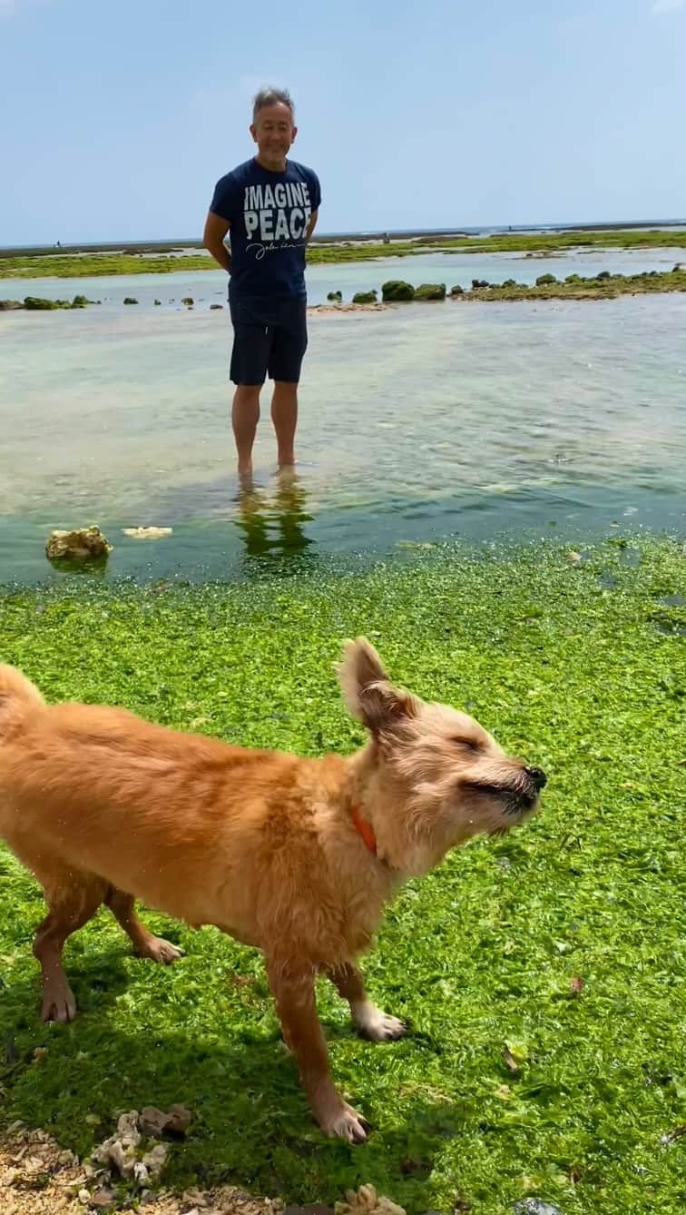 宮本亜門のインスタグラム：「はまうり✨みどりのじゅうたんだあ  #浜下りは旧暦の4月22日でひな祭りのような沖縄古来の行事で女の子が浜におりて身を清めます　#男子二人ですが何か #緑のじゅうたん　#アーサみたいに見えますが多分違う　#保護犬　#ビート　#宮本亞門　#いぬのきもち #犬のいる暮らし #dogsofinstagram」