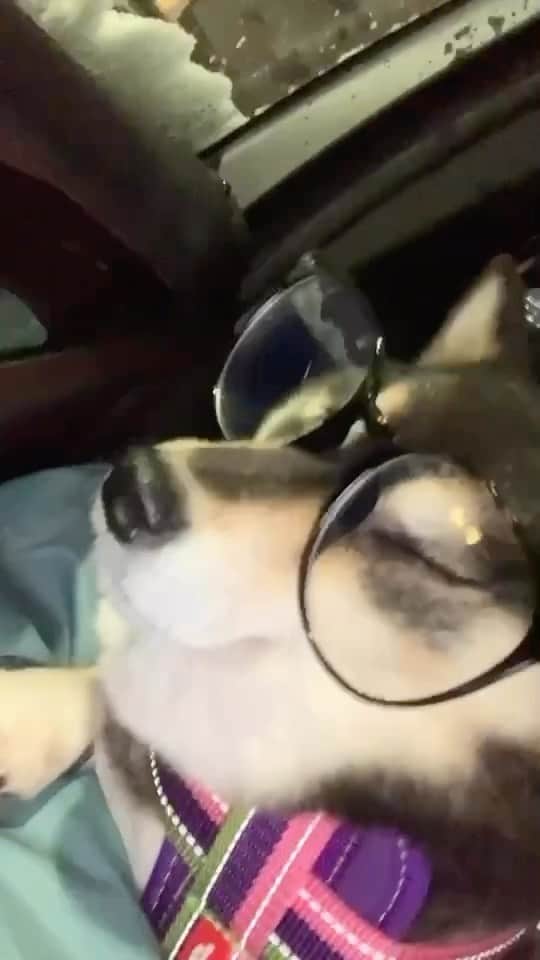 吾子のインスタグラム：「・ ・ ・ ・ ・ 車で移動中🚙🐶💕 ・ 普段は伊達メガネでおしゃれしてるの🐶✨ ・ 移動疲れで眠い🥱💤 ・ ・ ・ ・ ・ ・ ・ ・ ・ ・ ・ ・ ・ ・ ・ ・ ・ ・ ・ ・ ・ ・ ・ ・ ・ ・ #雨ンポ嫌だなあ☔️🐶 #今日は雨降り #sapporo  ・ 北海道の柴犬 #柴北会 の皆ワン🐶お散歩ドロドロになるけどちゃんと足洗おうねー ・ #adorable #instadog#shibainu#dog#柴犬ライフ #instashiba#柴犬マニア #9gag #barked #kuroshiba#socute #cutedog#いぬのきもち #黒柴 #dogstagram_japan」