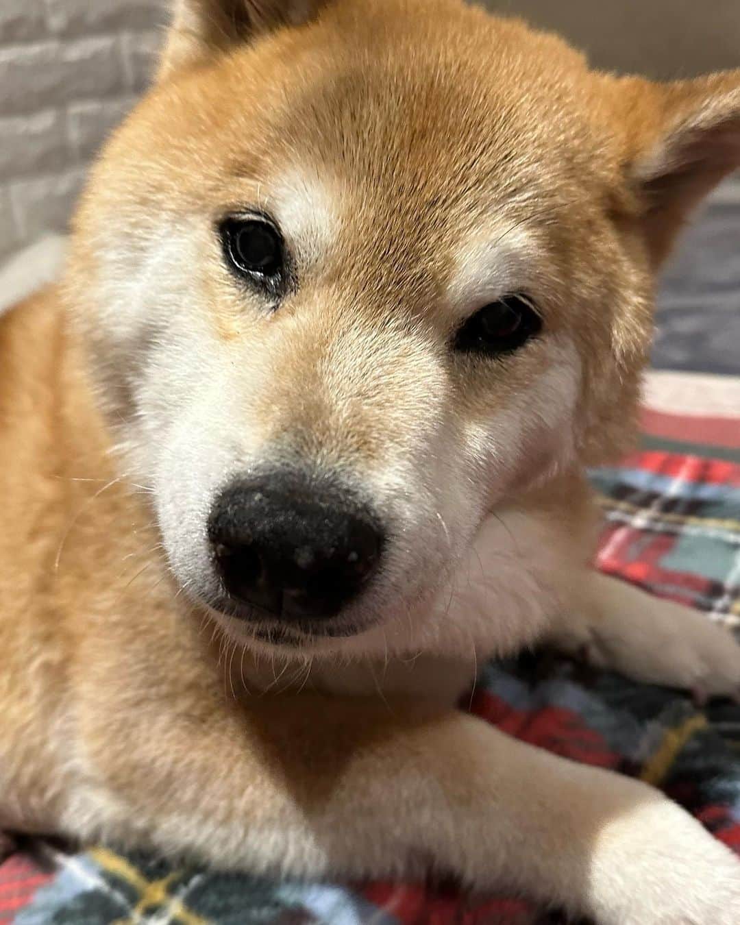 まる（まるたろう）のインスタグラム：「今日は雨か〜 #も少し寝とこ #雨止んだらお散歩行こかな #ゴリさん雨嫌いだしね」