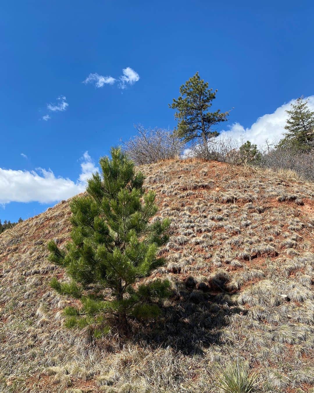 ベイカー恵利沙さんのインスタグラム写真 - (ベイカー恵利沙Instagram)「Beautiful Colorado, almost like a different planet 🪐🌍 初めてのコロラド 高い標高とドライな空気で生きる植物も鳥も土の色も これまで見たことのなかった景色🏔 滞在の1週間の間に、ピカンと晴れる日もあれば大雪の降る日もあって、それも真新しい体験だった❄️🌞 街のどこにいても、聳え立つ山を見られて感激したなぁ」4月26日 9時34分 - bakerelisa