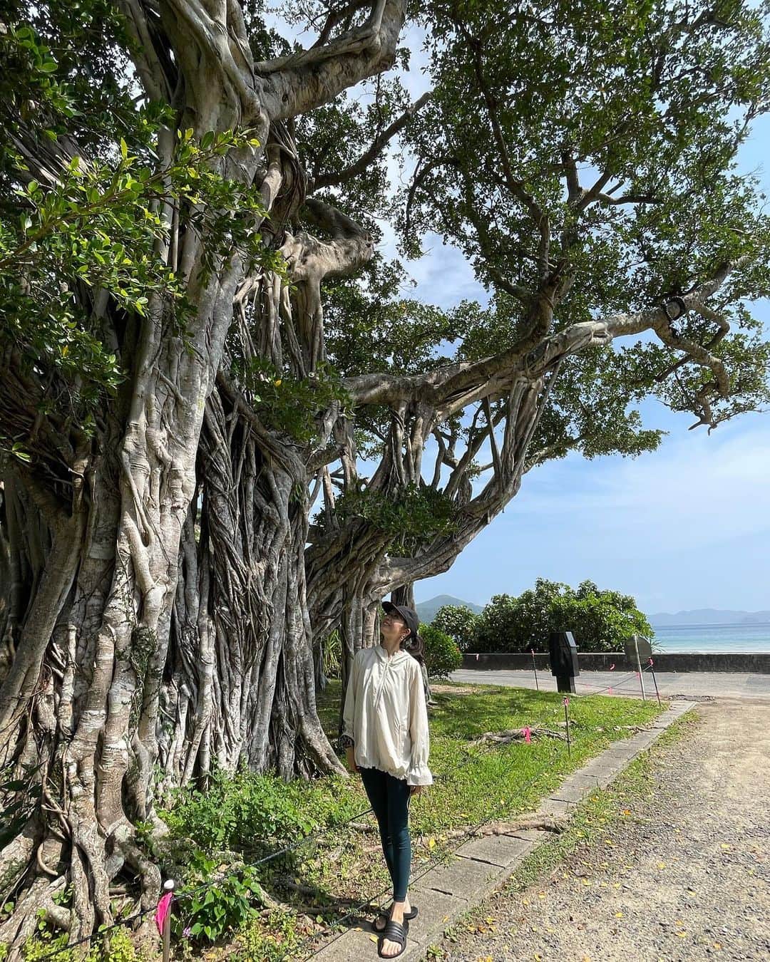 のインスタグラム：「【奄美大島ヨガリトリート】 みんなが帰ってからの私。 来年のリトリートの内容の視察も含めて 加計呂麻島クルージング&ドライブツアーに参加。  1,2枚目は陽のガジュマルと言われていて 3,4枚目は陰のガジュマルと言われている。 5枚目は陰のガジュマルのすぐ下にある岩。  スピリチュアル的な感性が強かったり 見えるタイプの人は ガジュマル自体も樹齢400年ほどで とてもパワーを感じるのだけど その下にいるこの岩はもっと長い時間ここにいて ガジュマルと過ごしている。 この岩のパワーのがガジュマルより強いんだって！😳✨  私も触ってみると、ある一つだけ 優しい雰囲気になる岩がありました。 その岩が1番パワー強いらしい😳 見えないけど、私やはり感じる力強いらしい☺️ （ガジュマルには精霊がいるっていうんだけど、本当は精霊見たい💕会話したい💕）  面白いなぁ。と思ったのは 陰陽って言うと 陽→男性 陰→女性 って思うんだけど  陽のガジュマルの近くには 弁財天さまの女性の神社がある。って☺️  陰（女性）のガジュマルの方ではなく 陽の方にあるんだー。 ってゆうのが面白かった☺️  神さまこそ人間くさいよなぁ✨ って思う☺️（神話好き） とゆうか人間が神さまの真似してるだけかー。という無限ループ。😂  加計呂麻島の景色は全てが美しく パワーに溢れていて 3年前？視察で来た時は雨で全く景色も違くて（それも美しかったけど✨） その後コロナになり、リトリートも中止で。。  今回は加計呂麻島に歓迎されたような気持ち🥰❤️ 来年はココかなぁ✨ ツアーだとおすすめポイントや集落についての話とかも色々聞けて とっても楽しい✨  来るタイミングがある人にしか 迎え入れてもらえない神の島加計呂麻島✨ 来年どんなメンバーで行けるか楽しみ❤️  thank you @the_scene_wellnessresort   support @sunchlorellajapan   #加計呂麻島　 #奄美大島 #ヨガリトリート #thescene #ヨガつぶやき #生きるヨガ  #健康美 #インナービューティー #哲学 #サスティナブル #メンタルヘルス #holistic #ホリスティック　#ヨガ哲学　  #vegan #ベジタリアン #organic #wellness  #ウェルネス  #yoga  #ヨガ #ヨガインストラクター  #美と健康 #beauty #health #ストレッチ #しなやか #yogalife  #naturalbeauty  #fitnessmodel」