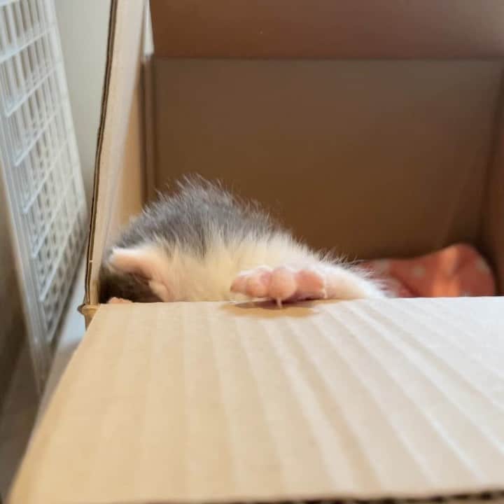 nozomiorideのインスタグラム：「おはようございます☔️ ダンボール📦ハウスから そろそろ脱走できるかいな？  おしっこしている時の無防備な感じが、割と好きです😂😽  シロちゃんの体重がおいついてきてる グレシロ　269g シロ　265g  #ミルクボランティア #保護猫 #グレシロ #白猫 #乳飲み子 #子猫  #子猫動画」
