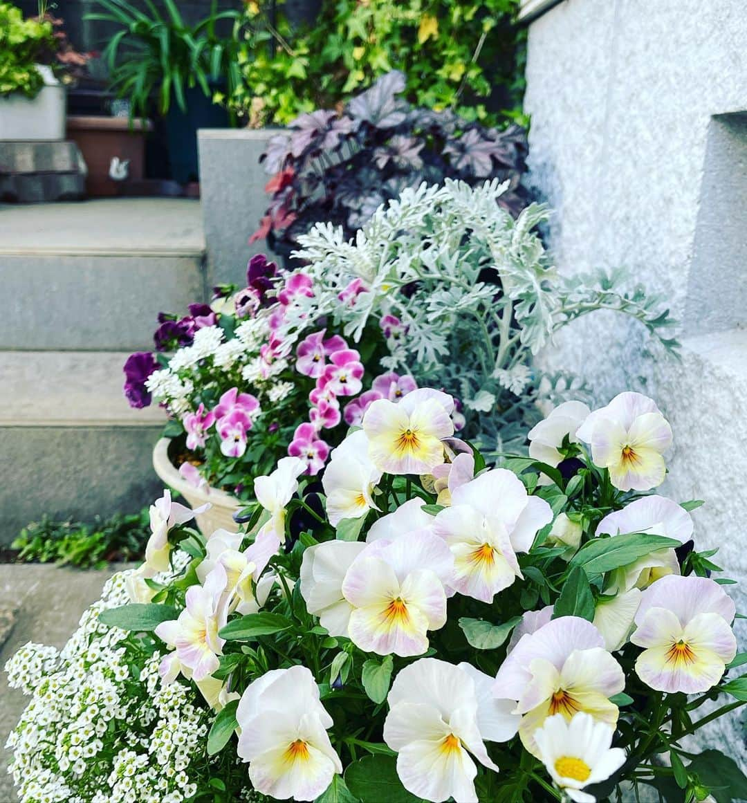 井上侑さんのインスタグラム写真 - (井上侑Instagram)「おはようございます😊🌿  ものすごい速さで  バビュンッ！！！と日々が過ぎてゆきます　　　  外に出るのは、時々近所のスーパーと、家の庭を3周するくらいです  もう少しでBabyさんは外に出られるようになるそうで、お散歩が楽しみです  寒暖の差が大きな毎日ですが、どうぞ皆さま心も身体もほくほくに…♨️お元気でお過ごしくださいまし  #庭　#福の神　でしょうか お花を片手に掲げておいででした…💐☺️  #実家　#母　#gardening #flowers #ハコネウツギ　#パンジー　#ビオラ #寄せ植え　#tulip #rose #なんていい香り🌹🐽✨」4月26日 9時50分 - yuinouehappy