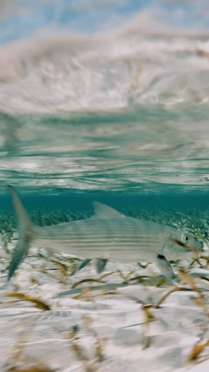 Costa Sunglassesのインスタグラム：「Soft footsteps, light tippet and a good lead cast.  Watch “Hooked On: Bonefish” from COSTA FILMS at our link in bio.  #HookedOn #Bonefish #SeeWhatsOutThere #COSTAFILMS」