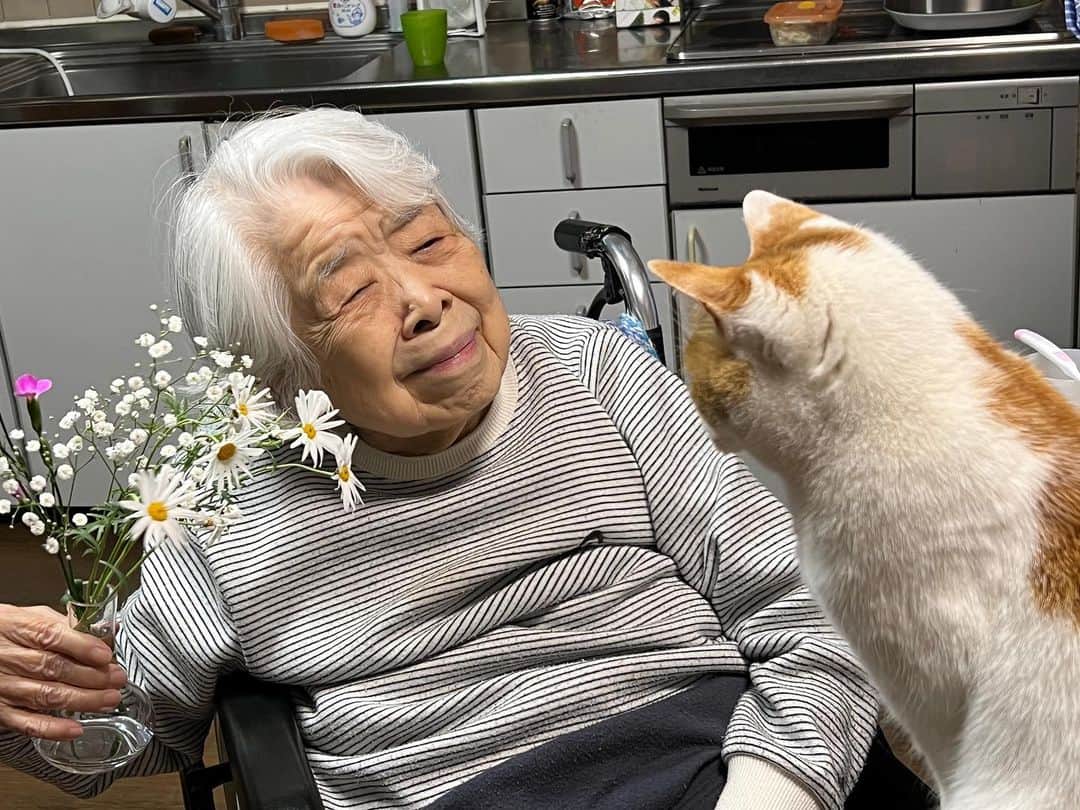 のインスタグラム：「テーブルの上のお花を狙うおいちゃんだけど、「かすみ草はおいちゃんには、毒だよ！」とやさしくさとす｡  #うちの猫ら #バーバと猫 #oinari #バーバ #猫 #ねこ #ニャンスタグラム #にゃんすたぐらむ #ねこのきもち #cat #ネコ #catstagram #ネコ部 http://kachimo.exblog.jp」