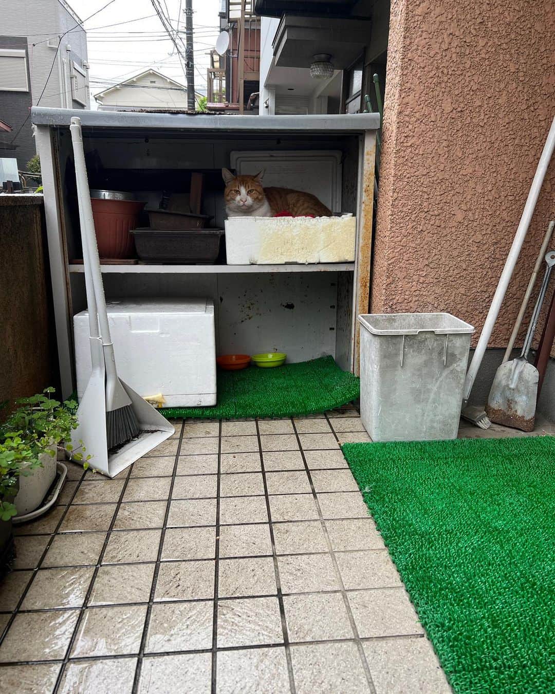 Kachimo Yoshimatsuのインスタグラム：「雨に濡れない所にいた。  #うちの猫ら #猫 #chameshi #ねこ #ニャンスタグラム #にゃんすたぐらむ #ねこのきもち #cat #ネコ #catstagram #ネコ部 http://kachimo.exblog.jp」