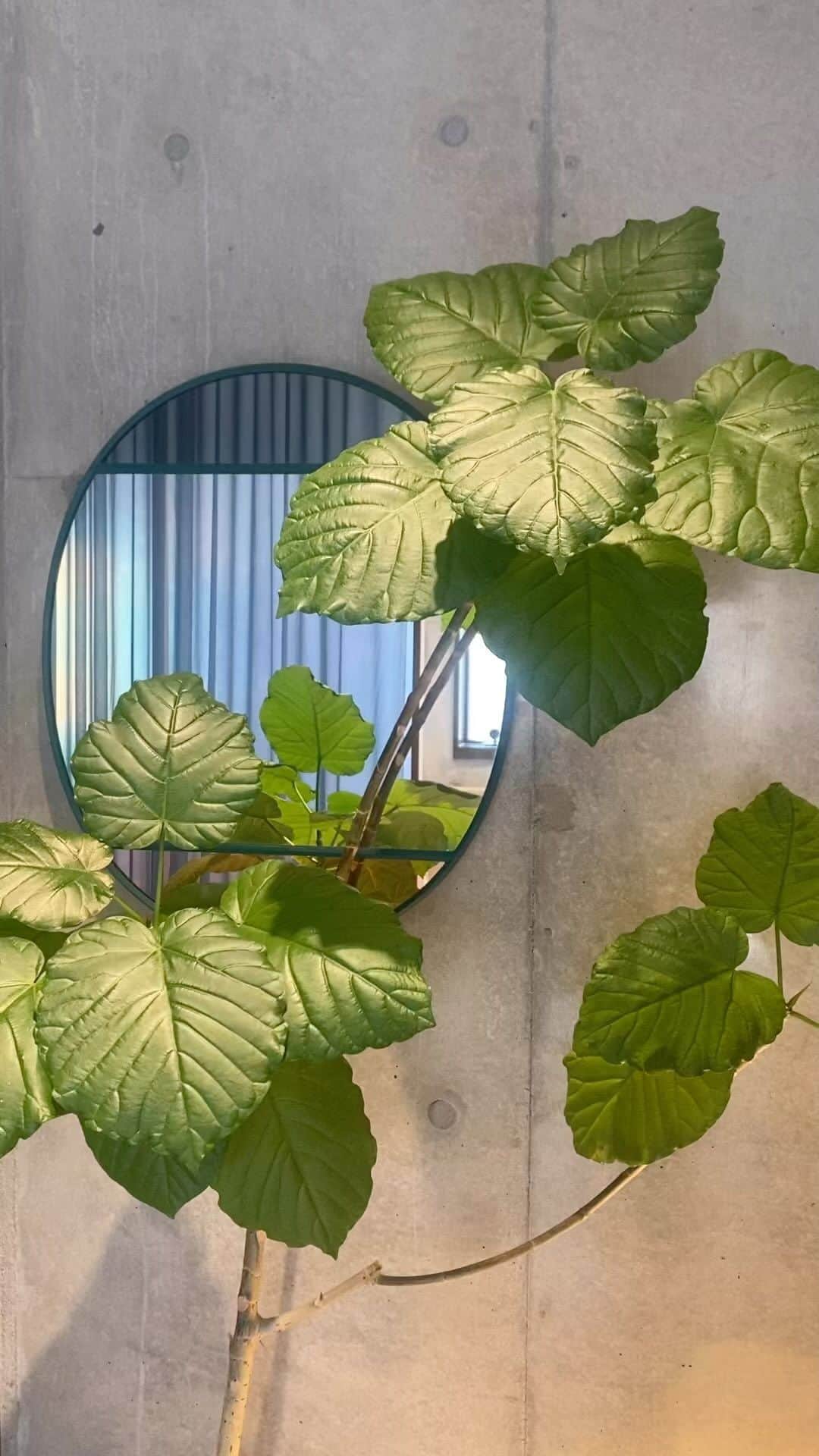 のインスタグラム：「🌿🌿🌿  #interior」