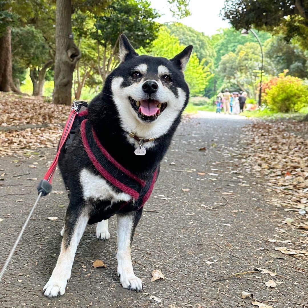 vo_coのインスタグラム：「🐾 昨日は散歩日和で久しぶりに駒沢公園へ 日頃の運動不足解消のために気分転換を兼ねてたけど、気分が乗ったのか広い公園をほぼ一周してこたちゃんにしてはかなりたくさん歩けました よし、これに乗じて今日もたくさん歩くぜ！と気合入れてたのに雨だったよね… また明日頑張って歩こう！ ＊ #shibastagram #instashiba #shiba #shibainu #黒柴 #柴犬」