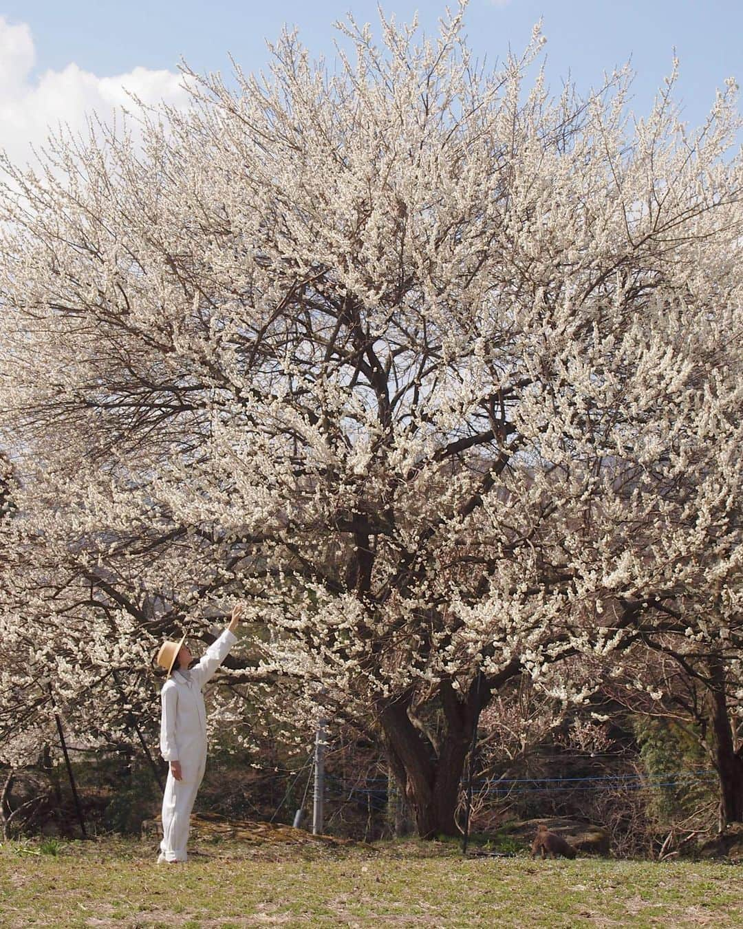 田沢美亜さんのインスタグラム写真 - (田沢美亜Instagram)「我が農園の梅、今年もみごとに咲いてくれました。  3月のことでしたが、今さらのご報告。  そして、農園のこと少しづつ発信しています。 もし良かったら覗いてみてくださいね  ↓ ↓ ↓  @t_three_farm 🌿  #tthreefarm #梅 #梅満開 #シンボルツリー #樹齢60年 #無肥料無農薬 #自然農法 #DOHOSTYLE #循環型農園 #群馬県 #みなかみ町 #月夜野 #兼業農家 #uraku_tokyo #二拠点生活 #田沢美亜」4月26日 10時36分 - miatazawa