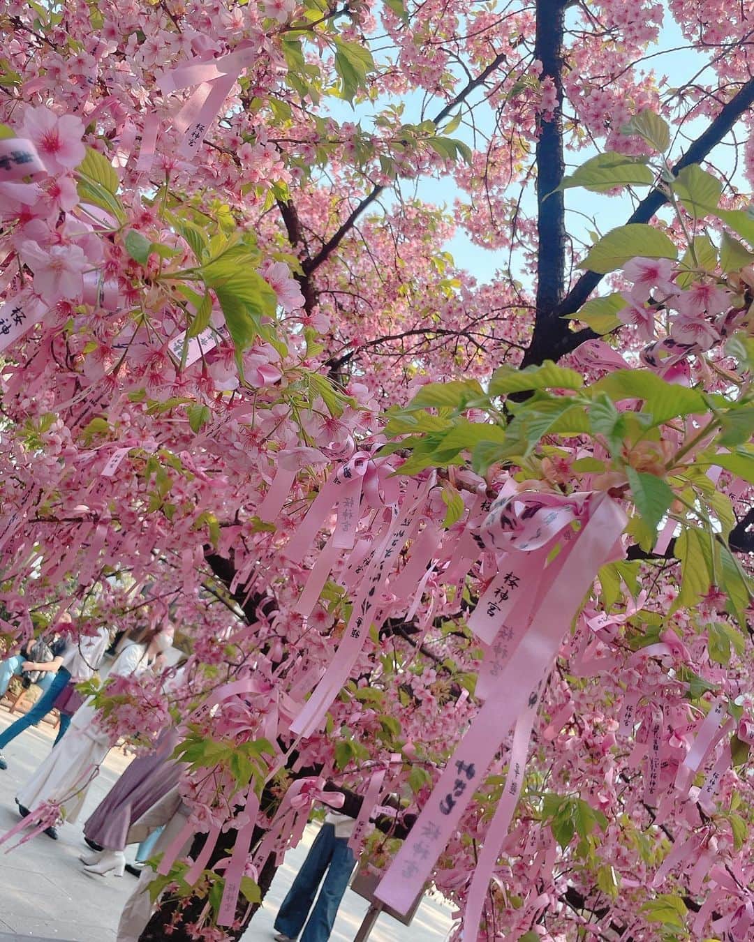 薄井美樹さんのインスタグラム写真 - (薄井美樹Instagram)「. 今年は沢山 桜を見れたなぁ🌸🌸  相変わらず可愛い桜神宮⛩✨」4月26日 10時46分 - mikiusui_211
