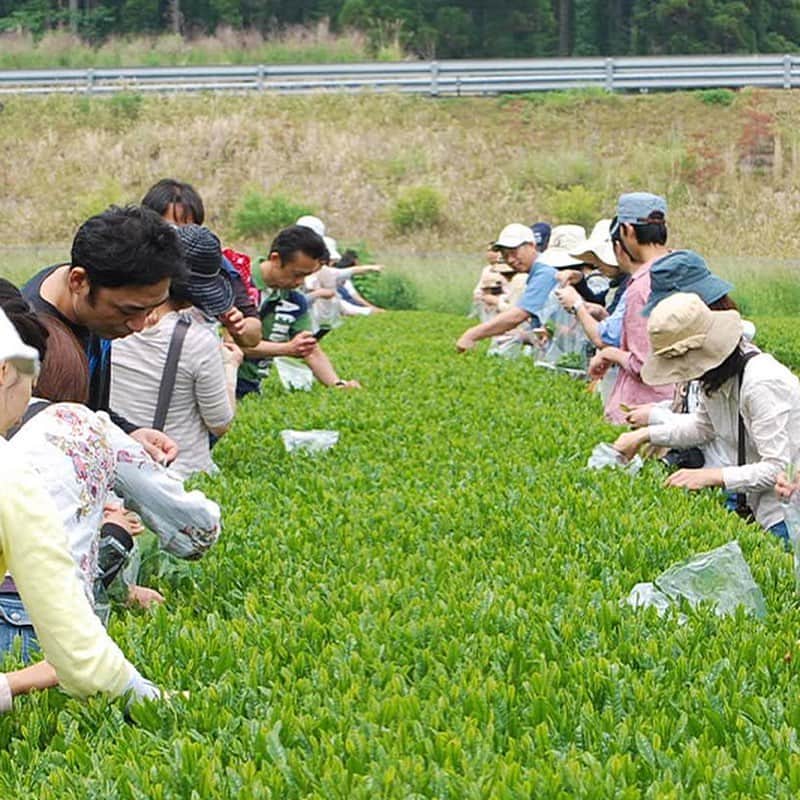 フェニックス・シーガイア・リゾートさんのインスタグラム写真 - (フェニックス・シーガイア・リゾートInstagram)「🌱茶摘み体験＆新茶を味わう🌱  シーガイアでは、八十八夜でもある5月2日（火）の1日限定で、宮崎県新富町にある日本茶専門店「新緑園」にて「みやざき新茶摘み体験」を開催します。 「新緑園」の茶鑑定力9段の茶匠である黒木信吾氏が自ら案内するプレミアムな体験企画。茶摘みや新茶の試飲、新茶の天ぷら試食など、心ほどける和みの時間をお楽しみください。 おかげさまで第一部は定員に達しましたが、第二部が若干空きがございます！皆様のご参加お待ちしております🌱  -------------------------------------- 新緑園「みやざき新茶摘み体験」 ■日程 / 2023年5月2日（火） ■時間 / （第一部）定員に達しました 　　　　（第2部）14:30～16:15 ■料金 / 体験料＋新茶お土産付き：大人（中学生以上）お一人様3,000円 　　　　体験料：小学生 お一人様1,500円 ■内容 / 茶摘み、新茶の天ぷら試食、新茶の試飲、工場見学 ■定員 / 先着 各回20名限定（お子様含まず） ■場所 / 日本茶専門店「新緑園」 ※1組様につき大人2名様までお申込み可能 ※お子様は2名様まで（未就学児不可／お土産は含まれておりません） ※現地集合、現地解散となります ※雨天中止（中止の判断は当日10:00にご案内いたします） ※定員に達し次第お申込み受付終了となります  ▶詳細・お申込みはこちら  https://seagaia.co.jp/article/1087 --------------------------------------  #シーガイア #八十八夜 #茶摘み #新茶 #新緑園」4月26日 20時12分 - seagaia_official