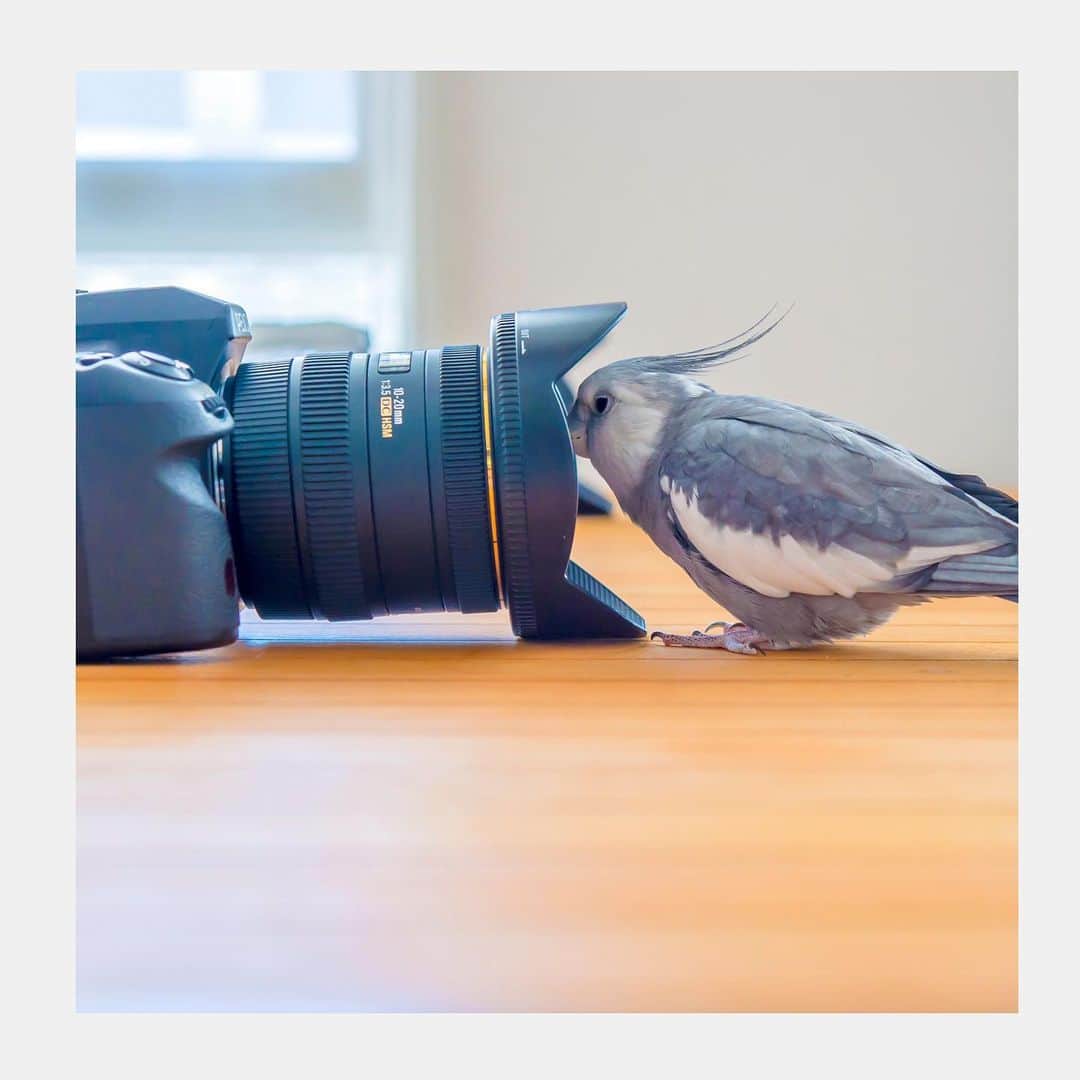 YURAPOi ゆらぽぃのインスタグラム：「best photo  http://www.ryoichisakai.com  #オカメインコ #ゆらちゃん  ©︎ryoichisakai」