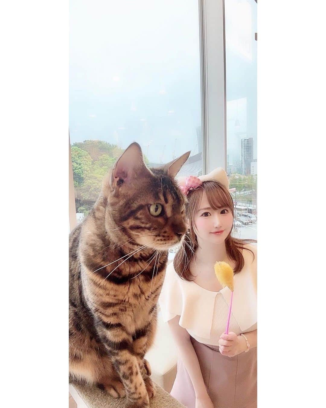 吉田麻衣子さんのインスタグラム写真 - (吉田麻衣子Instagram)「猫カフェ🐈mocha原宿へ☕️💓 @catcafemocha   可愛い猫ちゃんたちにとにかく癒されました🐈💓 #猫カフェ #猫カフェmocha  #猫カフェモカ  #猫カフェモカ原宿 #原宿 #猫 #原宿カフェ #🐈☕️ #pr #instagood  #instalike #instafollow  #instahappy  #cat #catcafe」4月26日 20時31分 - maiko.yoshida