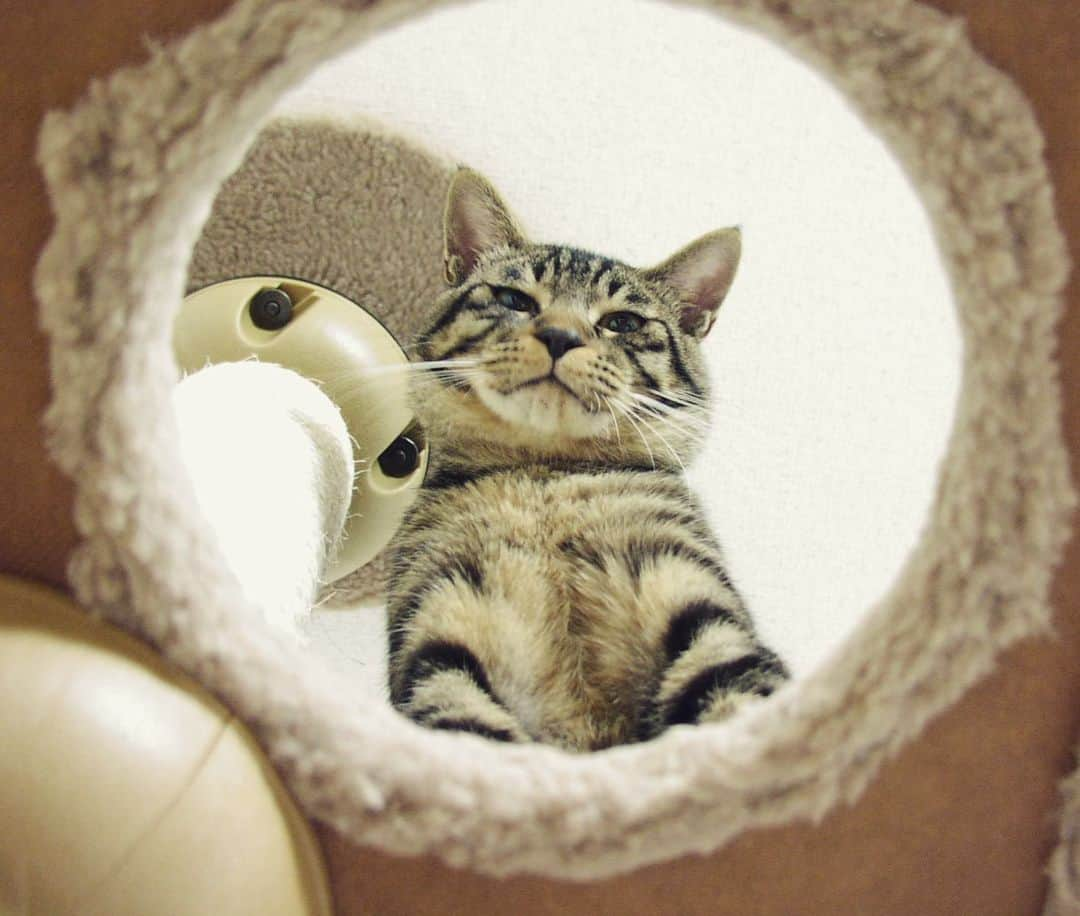 Musashiのインスタグラム：「2008年8月、夜のちびムサシ。タワーの穴からこんばんは。Looking down from a cat tree. #mck延長戦 #musashi_the_cat #musashi #mck #cat #キジトラ #ムサシさん」