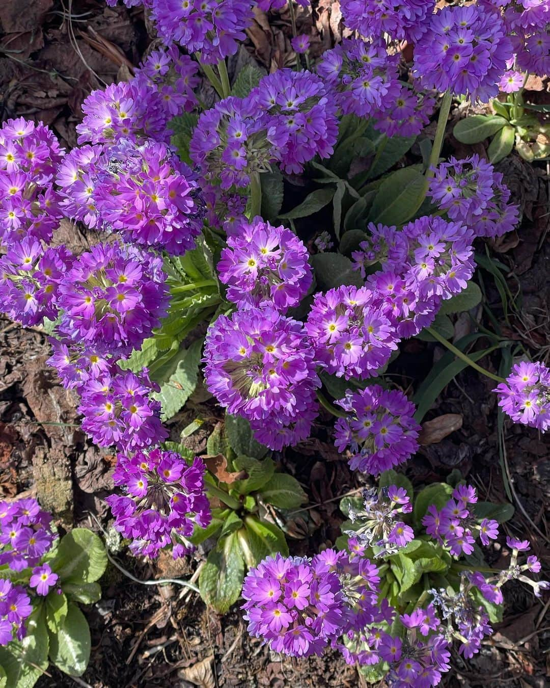 堀田茜さんのインスタグラム写真 - (堀田茜Instagram)「見かけるとつい撮っちゃう🌸🌹🌼🌷🪷4枚溜まったのでおすそわけ🥳」4月26日 20時42分 - akanehotta