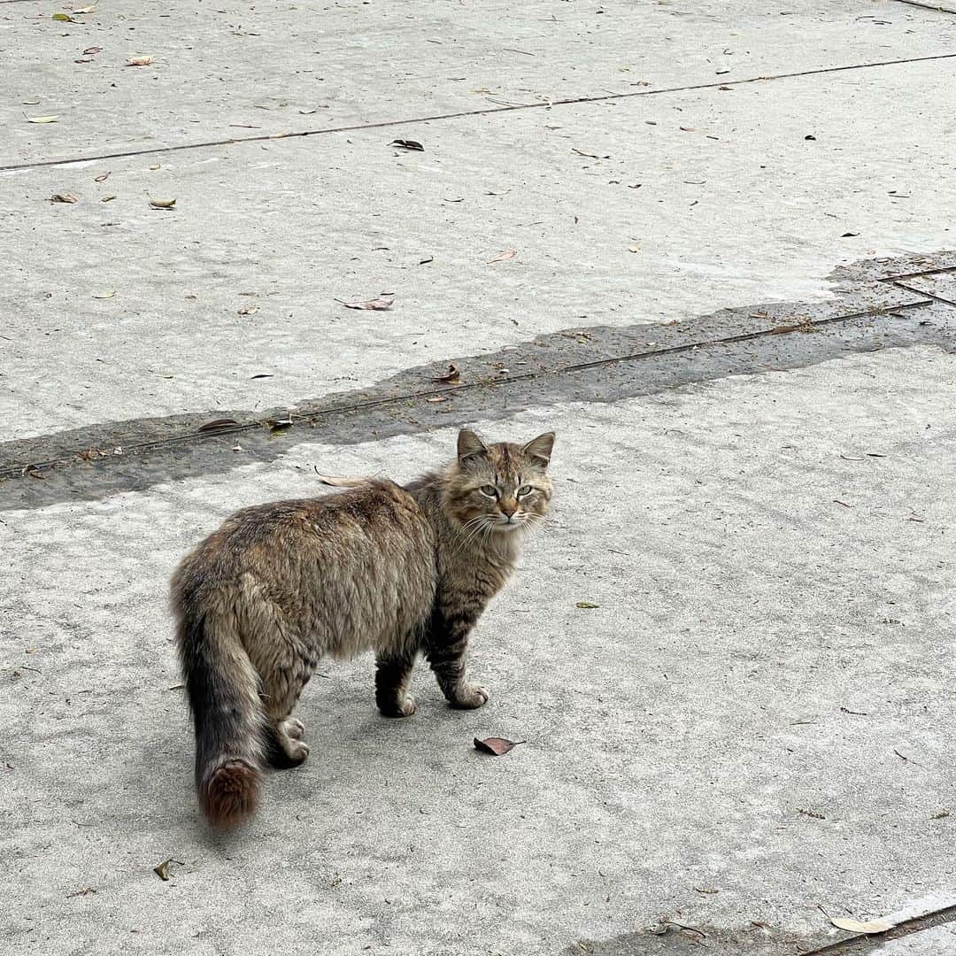 いけちゃんのインスタグラム：「島猫かわいすぎかょ、、、、、、」