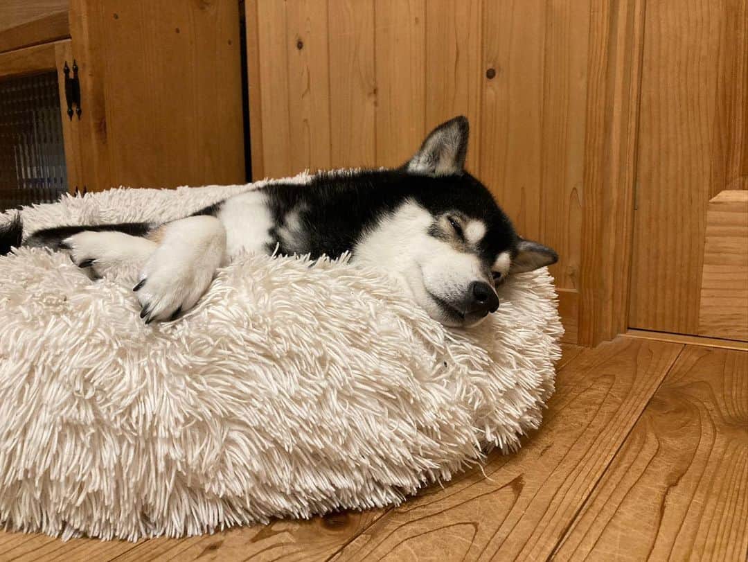 のインスタグラム：「スヤスヤマロン💤  #わんだふるjapan#犬バカ部#いぬら部#マロン#犬のいる暮らし#果報は寝て待て#日本犬#柴犬#黒柴#シニア犬」