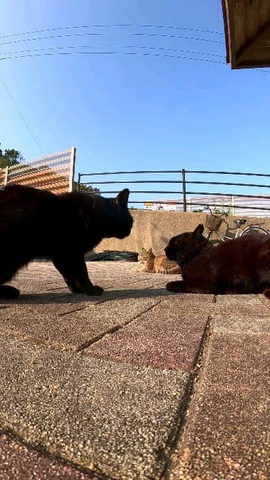 感動猫動画のインスタグラム：「喧嘩する黒猫、とにかく甘えてくるキジトラ猫  #猫島 #野良猫 #自由猫 #外猫 #Cat #猫  #ぬこ #子猫 #kitten #catisland」