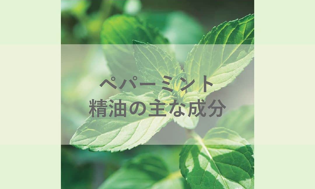 日本アロマ環境協会(AEAJ)のインスタグラム：「精油の主な成分を知ろう ～ペパーミント～  ペパーミント精油の主な成分は「ℓ-メントール」。 清々しい清涼感のある香りは食品、医薬品、化粧品などさまざまな用途に使用されています。  ペパーミント精油の香りで、体感温度が下がったという実験結果も。 これからの暑さ対策には、うちわなどにペパーミント精油を垂らしてあおぐと、涼感がアップしますよ。  精油の成分からも、アロマの活用の幅を広げていきたいですね。  #精油の主な成分を知ろう #ペパーミント #AEAJ  #aroma #アロマ #アロマテラピー #香りのある生活 #アロマのある生活」