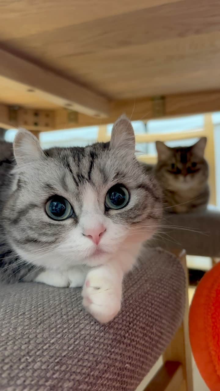 こむぎこまるのインスタグラム