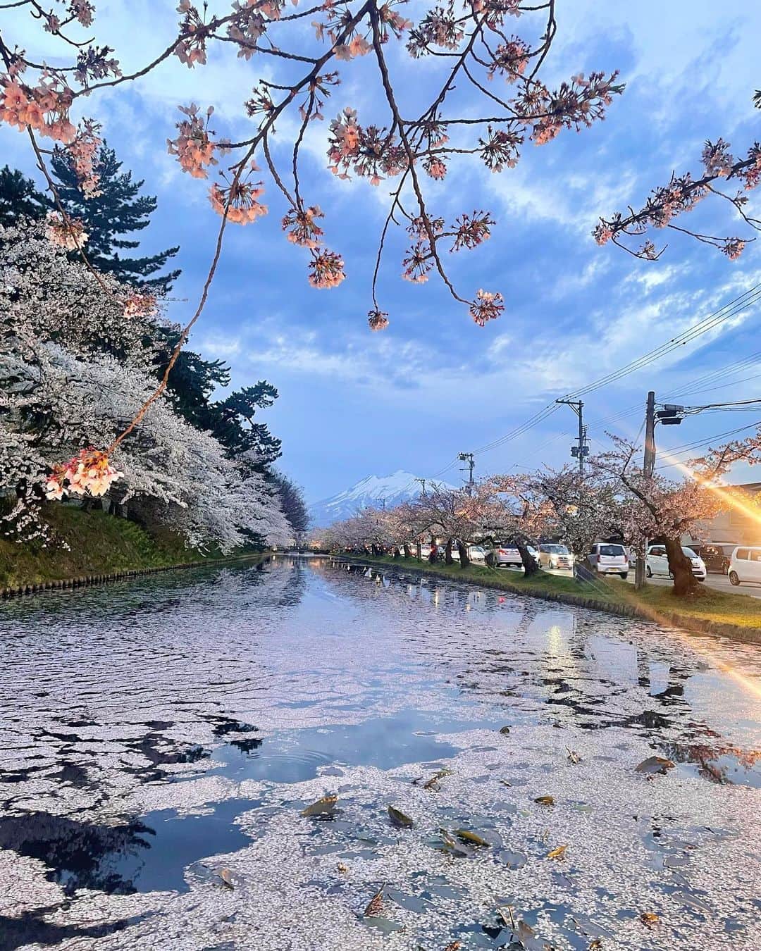 王林さんのインスタグラム写真 - (王林Instagram)「今年もきれいに咲いてくれてありがとう。  桜が咲いてくれてるのって本当に一瞬で、儚いからこそ美しいよね🌸 散り際も、散ってからも魅せてくれる。青森の誇りです。  弘前公園の桜はりんごの剪定技術を使ってるからひとつひとつがふんわり大きくて格別なんだよ🥹  #弘前さくらまつり  #さくら #桜 #弘前 #青森観光 #青森 #cherryblossom  #aomori #hirosaki #王林の青森事情」4月26日 21時14分 - ourin_ringoooo