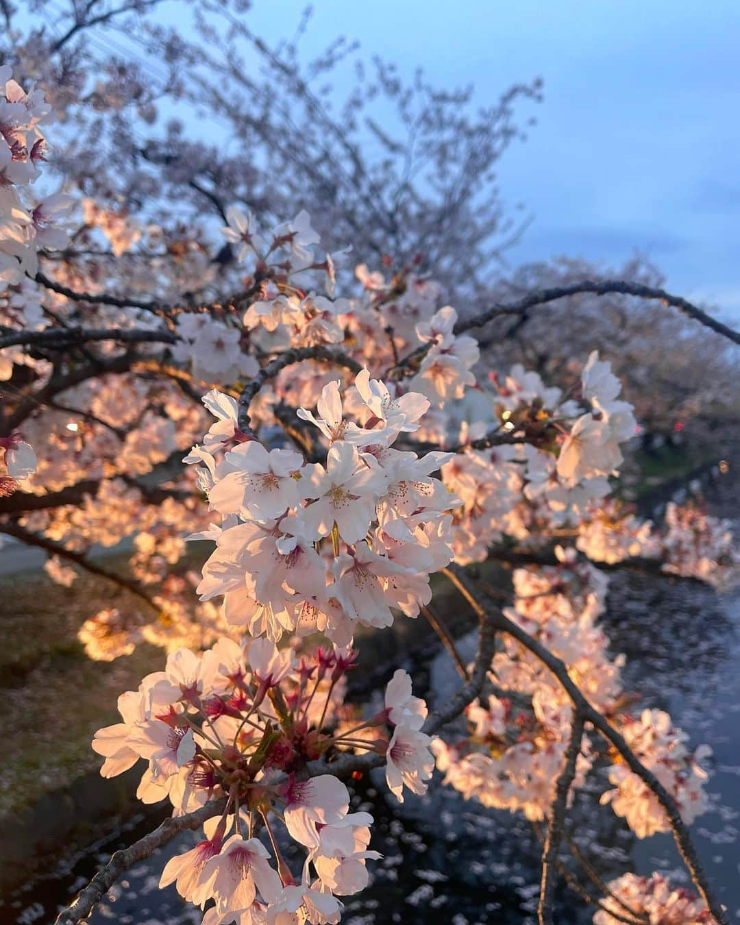 王林さんのインスタグラム写真 - (王林Instagram)「今年もきれいに咲いてくれてありがとう。  桜が咲いてくれてるのって本当に一瞬で、儚いからこそ美しいよね🌸 散り際も、散ってからも魅せてくれる。青森の誇りです。  弘前公園の桜はりんごの剪定技術を使ってるからひとつひとつがふんわり大きくて格別なんだよ🥹  #弘前さくらまつり  #さくら #桜 #弘前 #青森観光 #青森 #cherryblossom  #aomori #hirosaki #王林の青森事情」4月26日 21時14分 - ourin_ringoooo