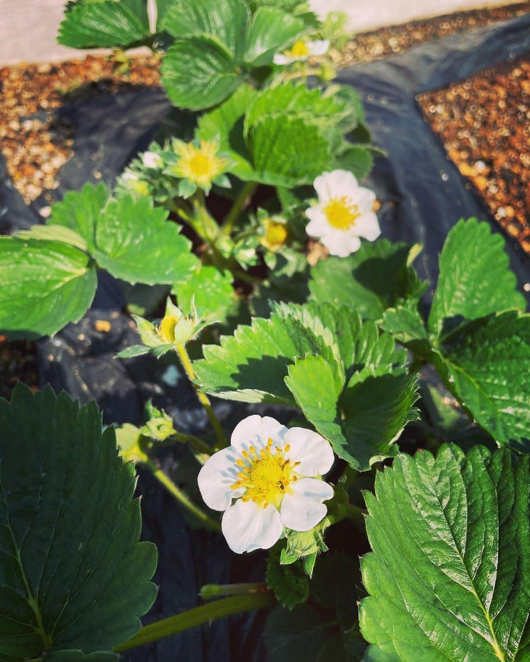 滝沢沙織のインスタグラム：「こんばんは😊✨最近の菜園ではイチゴ🍓の花がしっかり咲いて、イチゴもできています✨ もう何年もカブを増やしながら栽培している桃薫（とうくん）は、桃の香りがするイチゴでとっても甘くて美味しいんです🍓💕 今年も元気に育ってくれて嬉しいなぁ😆✨ #滝沢沙織 #家庭菜園 #菜園 #都会の農園 @city.farmrooftop  #苺 #strawberry #桃薫 #もう何年目だろう #farm#farmlife#vegetable#farm」