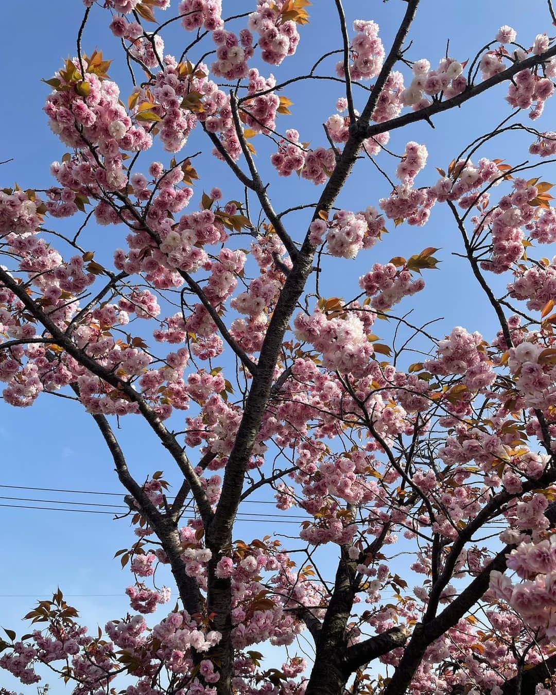 三石佳那さんのインスタグラム写真 - (三石佳那Instagram)「ㅤㅤㅤㅤㅤㅤㅤㅤㅤㅤㅤㅤㅤ 出勤前にやすらぎ堤を お散歩しました。  朝日に照らされた 八重桜が美しく咲いていました。  もうそろそろ桜も見納めかな？ また1年後が楽しみです🌸  #春#零れ桜#八重桜 #新潟#niigata」4月26日 21時20分 - mitsuishi_kana_bsn