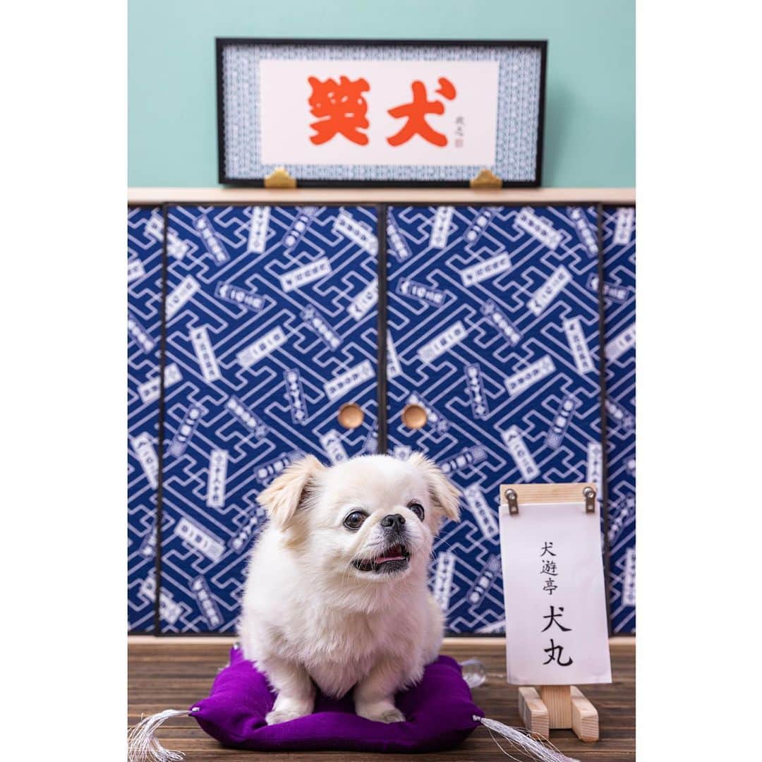 おもちくんさんのインスタグラム写真 - (おもちくんInstagram)「犬遊亭 犬丸　こと おもちと申しやす 隣にいるのが、最近すこーしばかり生意気な 弟分ののはるおと申しやす #鬼ボサもっち  📷@asadamasashi  🕌@ha_ha_hu_v」4月26日 21時21分 - omochi_kun