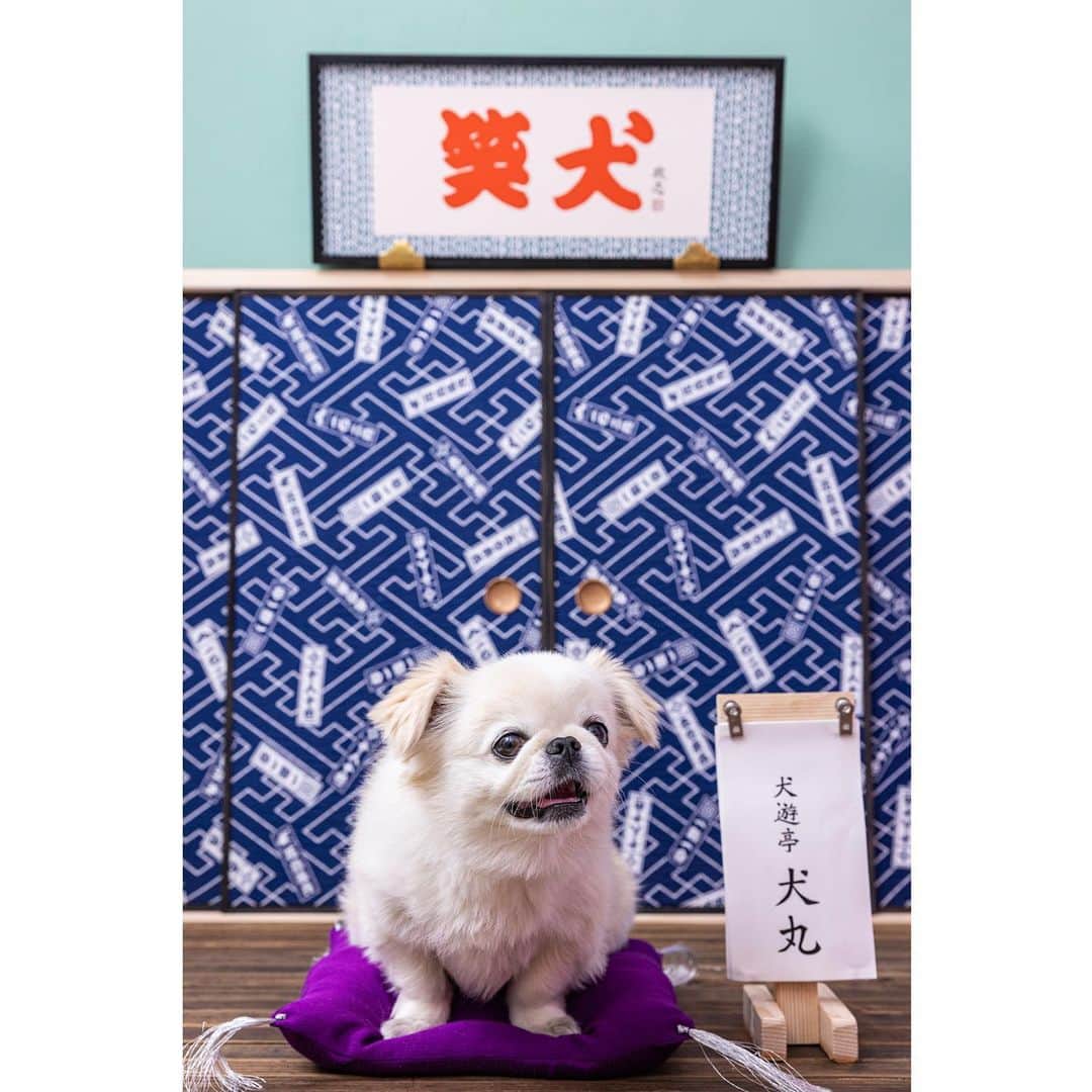 のインスタグラム：「犬遊亭 犬丸　こと おもちと申しやす 隣にいるのが、最近すこーしばかり生意気な 弟分ののはるおと申しやす #鬼ボサもっち  📷@asadamasashi  🕌@ha_ha_hu_v」