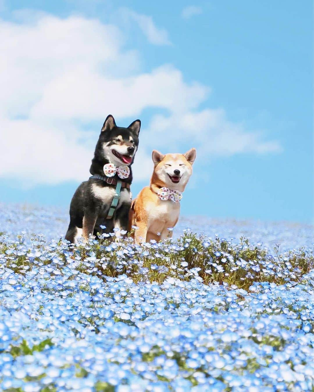 柴犬 けんしろう ゆりあさんのインスタグラム写真 - (柴犬 けんしろう ゆりあInstagram)「🐶💙🐶  空が晴れたら 逢いに逢いに来てほしい 涙は枯れないわ 明日へとつながる輪  言葉足らずの愛を 愛の花をあなたへ  #ネモフィラ  #その瞬間は永遠の思い出 #その瞬間に物語を #tokyocameraclub #whim_fluffy #barked #igersip #japan_of_insta #9gag #team_jp_ #photo_shorttrip #wp_flower #lovers_nippon #cute #art_of_japan_ #ptk_japan #japan_daytime_view  Location: #ひたち海浜公園」4月26日 21時25分 - nerishiro