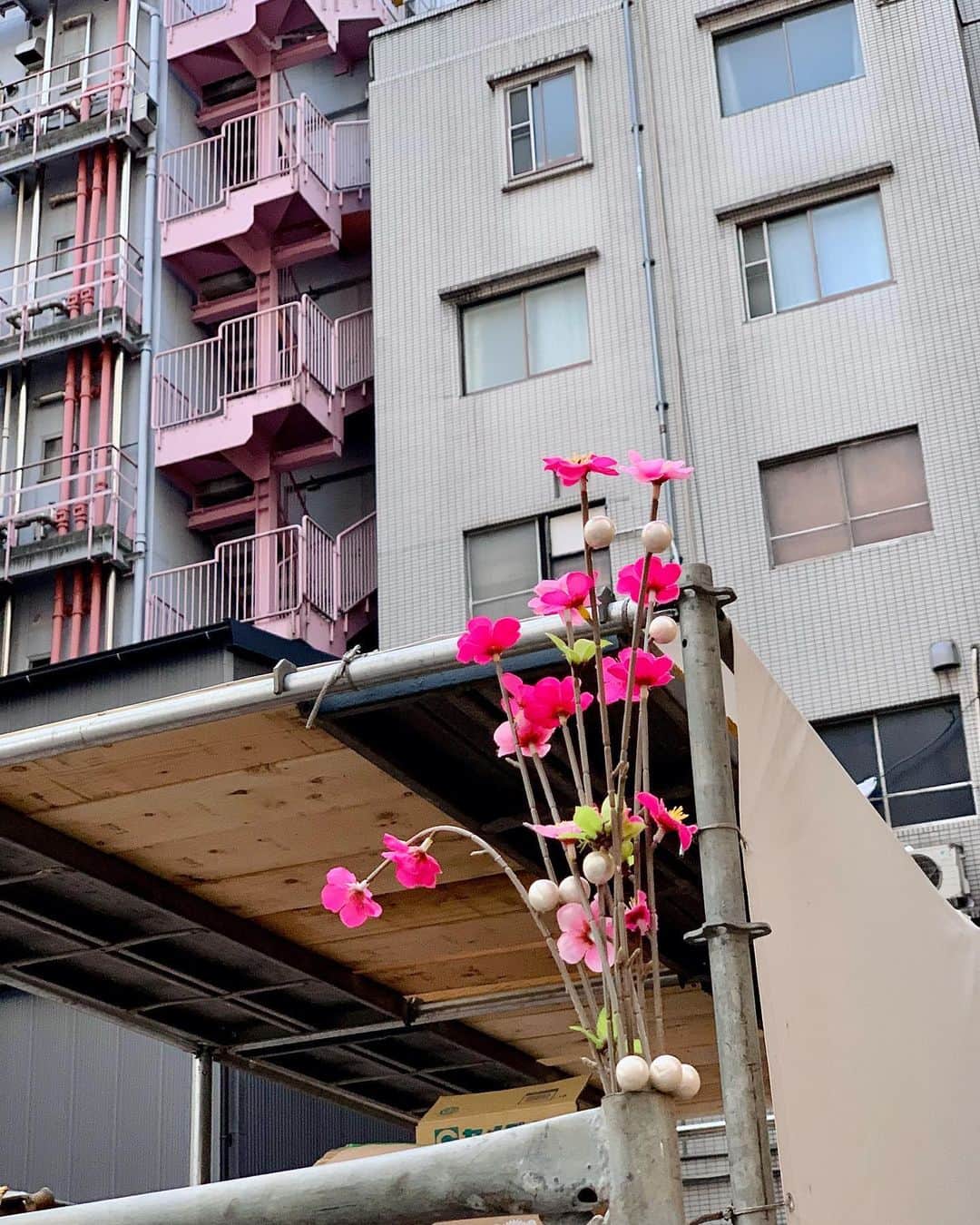 小谷実由のインスタグラム：「🩷 #花壇ウォッチャー」