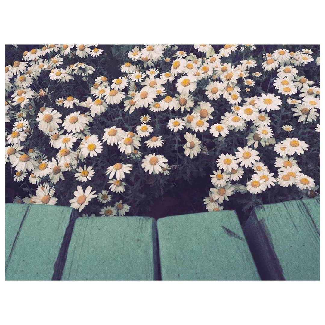 大塚愛さんのインスタグラム写真 - (大塚愛Instagram)「AIO PHOTO  好きな配色。  AIO　#aio #photo  #flowers」4月26日 13時17分 - aiotsuka_official