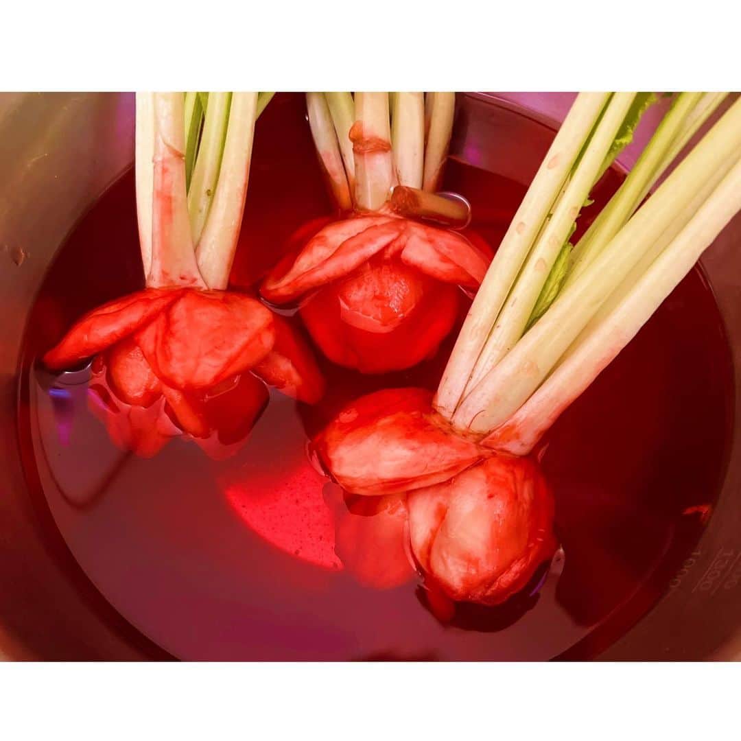 にしおかすみこさんのインスタグラム写真 - (にしおかすみこInstagram)「#カブ#蕪 #食紅 3つだけ染めてみた。  なんか、いい感じになった気がする🤣✨🙌  わ〜い🤩🙌  #赤い薔薇 #ベジタブルカービング」4月26日 13時18分 - nishioka_sumiko