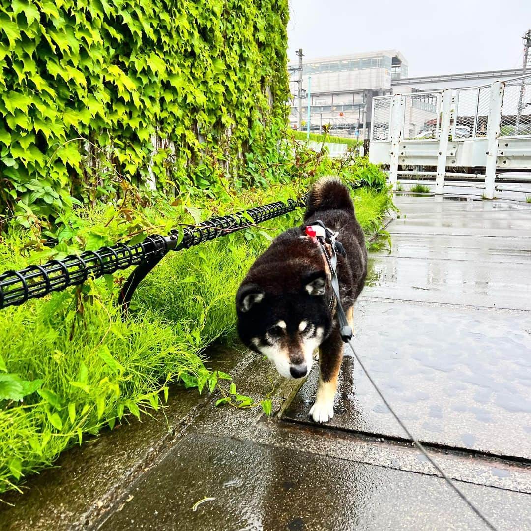小川博永さんのインスタグラム写真 - (小川博永Instagram)「朝からしっかり雨降り。  #ししまる爺さん #濡れまる  #今朝まる #ししまる #dog #dogs #柴犬 #黒柴」4月26日 13時19分 - ogawahironaga