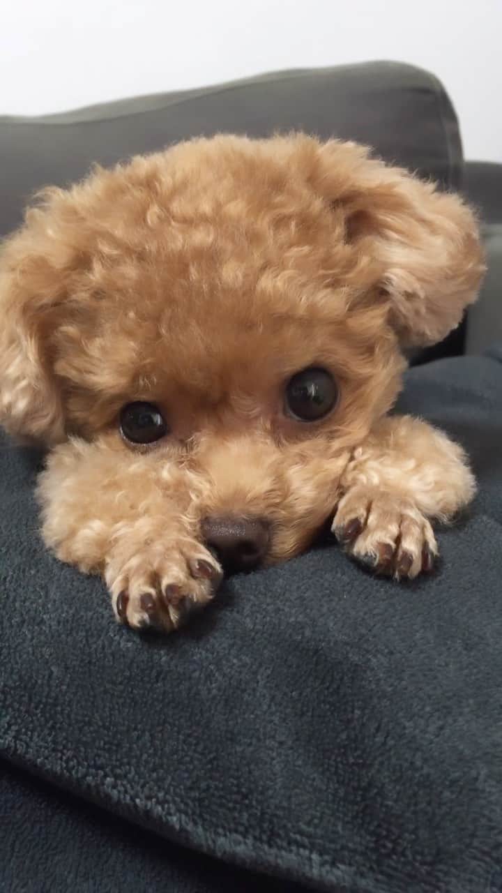 ふわのインスタグラム：「なつかしシリーズ☺︎ 動画整理はなかなか進まない。 何回も見てしまう…  #toypoodle#toypoodlegram#dogsofinstagram#instadog#doglover#doglife#cutedog#dog#fuwamama#ふわ#ふわもこのふわ#トイプードル#ふわもこ部#犬バカ部#親バカ部#犬のいる暮らし#いぬすたぐらむ#なつかしい」