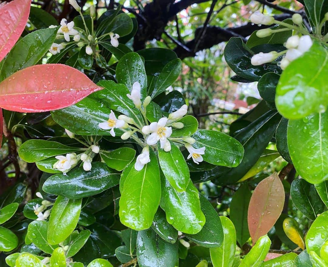 TOKIEさんのインスタグラム写真 - (TOKIEInstagram)「雨だけど、そこら中でジャスミンの香りがして嬉しくなるよねー。 いつか植えたい。」4月26日 14時25分 - tokieofficial1